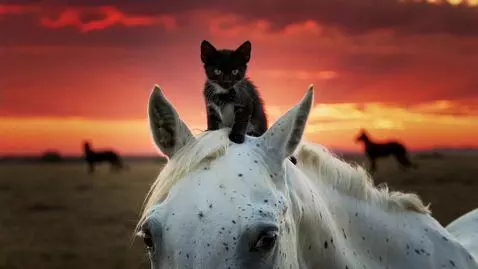 AI Video from prompt: A cute tiny kitten with blue eyes and black fur 