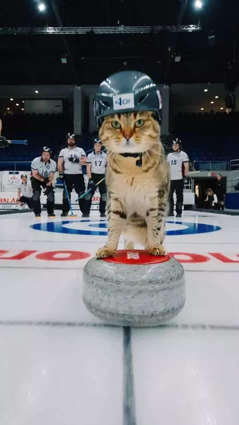 AI Video from prompt: curling championship. The cat wearing a helmet l