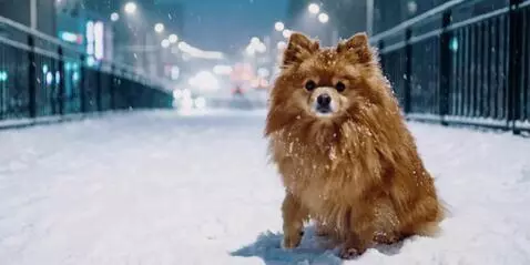 AI Video from prompt: Create a 10-second video from two photos from th