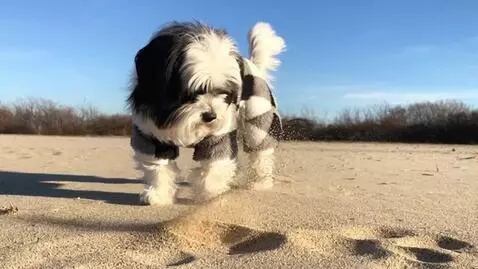 AI Video from prompt: 0–1 sec: The dog from the photo stands casually 