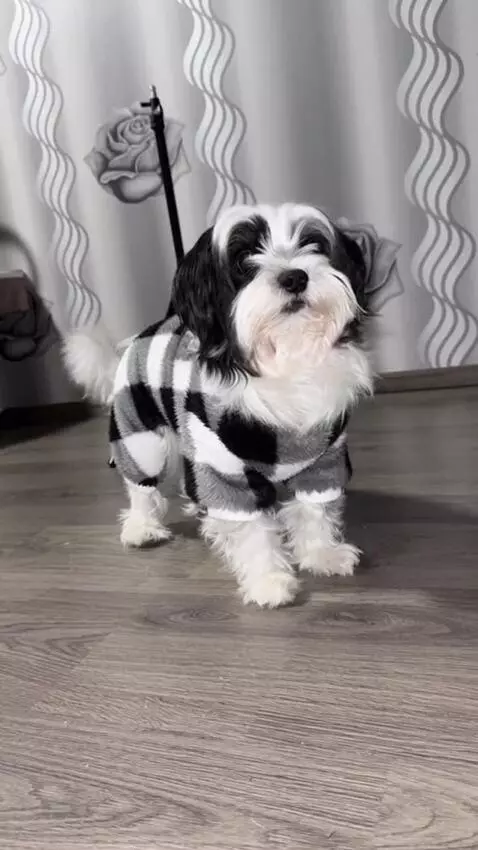 AI Video from prompt: Create a 5-second vertical video (9:16). Scene: 