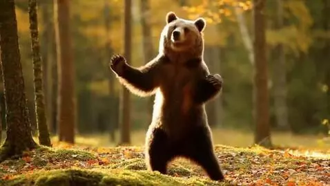 AI Video from prompt: dancing bear