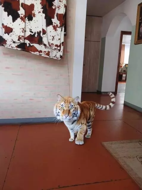 AI Video from prompt: The cat turns into a real tiger