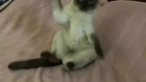 AI Video from prompt: Make the funny cat dance