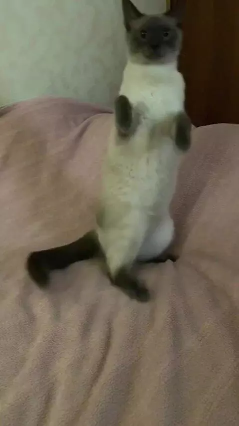 AI Video from prompt: The cat is dancing a drunken dance