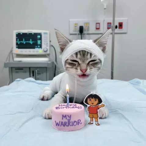 AI Video from prompt: The cat is crying with tears coming from its eye