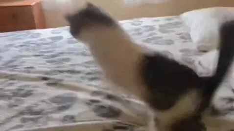 AI Video from prompt: The cat got angry and flew out the window