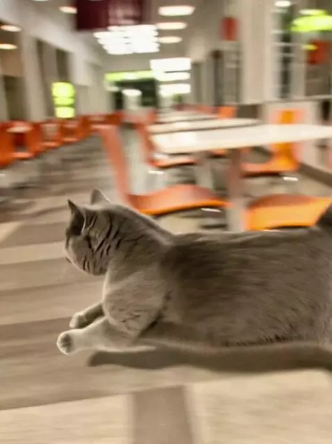 AI Video from prompt: cat run in macdonalds and speak give me burger