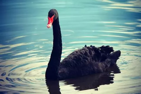 AI Video from prompt: The black swan