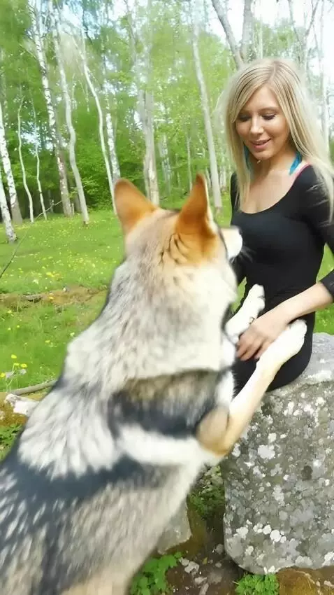 AI Video from prompt: A wolf approaches the girl and they start playin