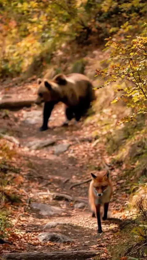 AI Video from prompt: The bear falls slightly awkwardly, tumbling down