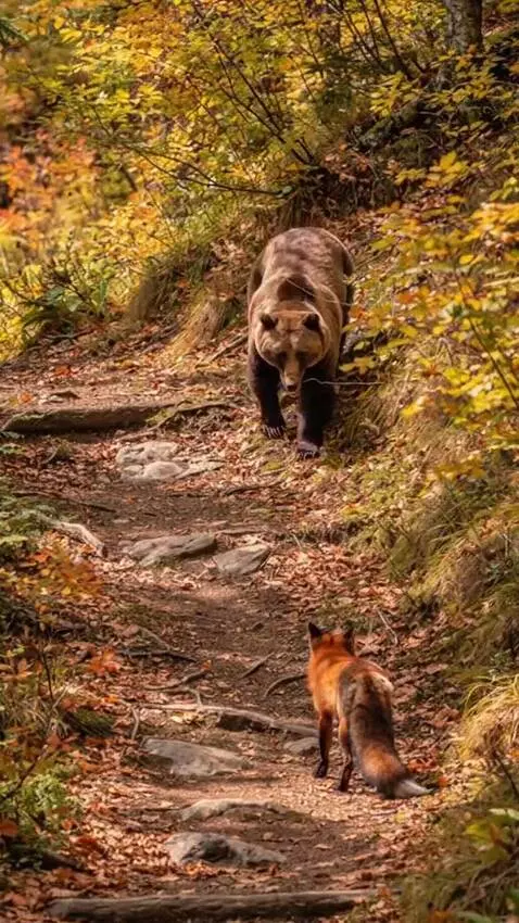 AI Video from prompt: To the left, the red fox, which has been observi