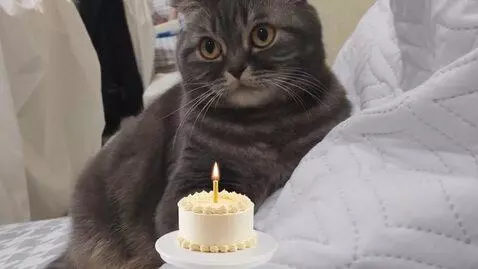 AI Video from prompt: happy birthday fool good luck health happiness s