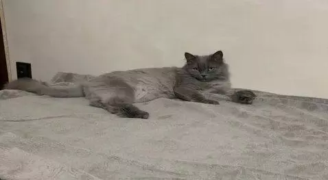 AI Video from prompt: Сделайте из фотографии видео как это кошка смотр