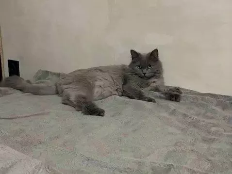 AI Video from prompt: Сделайте из фотографии видео как это кошка смотр
