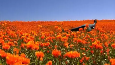 AI Video from prompt: A field full of orange flowers, dancing and sway