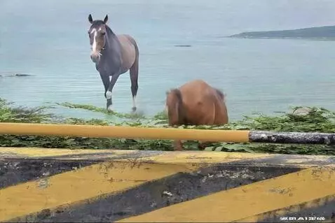 AI Video from prompt: Let's have a one-word horse