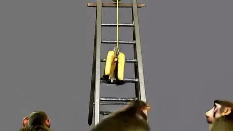 AI Video from prompt: Put 8 monkeys in a room. In the middle of the ro