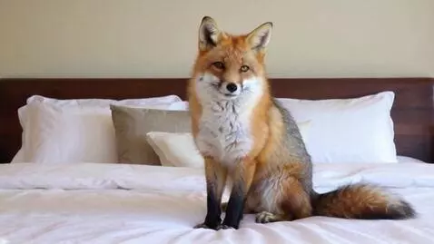 AI Video from prompt: Fox sitting on bed,