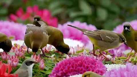 AI Video from prompt: A bird video made up of flowers