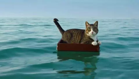 AI Video from prompt: A cat is floating alone in a box on the sea