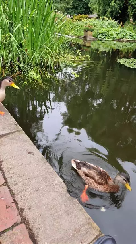 AI Video from prompt: Enten tanzen mit den Fischen und Schildkröten