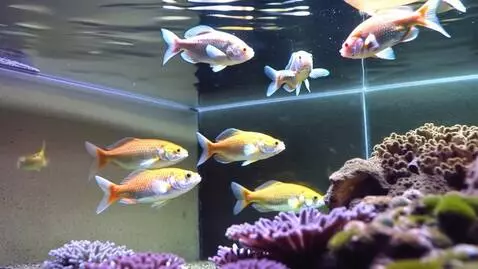 AI Video from prompt: Goldfische tanzen im Wasser