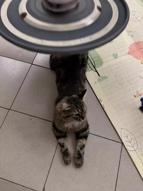 AI Video from prompt: aliens arrive in a flying saucer, take the cat, 