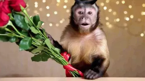 AI Video from prompt: Let the monkey take red roses in his hand and sa