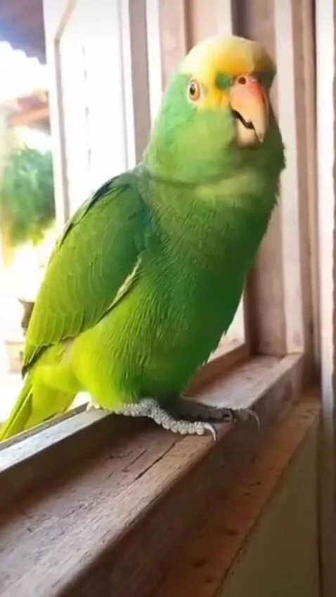 AI Video from prompt: A hyper-realistic green parrot perched on a wood