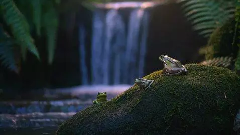AI Video from prompt: A serene jungle waterfall scene at dusk. Two sma