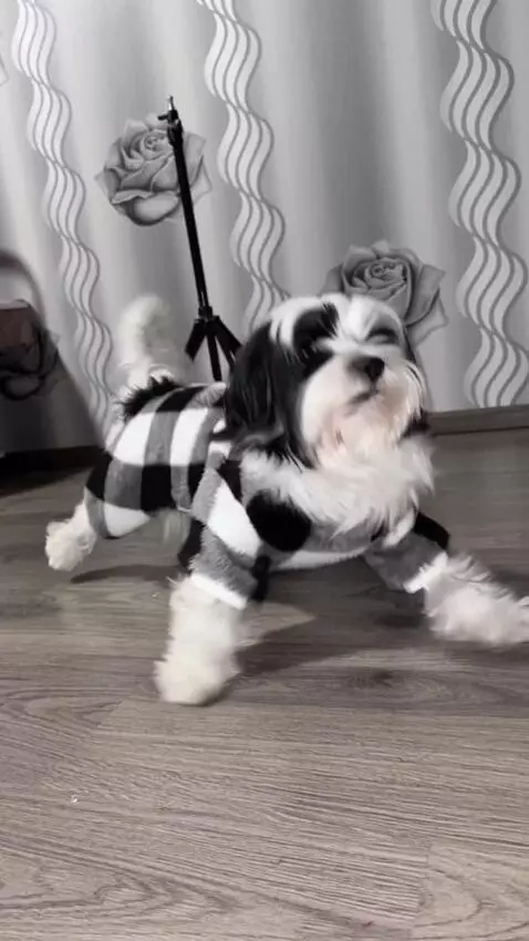 AI Video from prompt: 0–1 sec: Empty hallway. Silence.  1–2 sec: The d