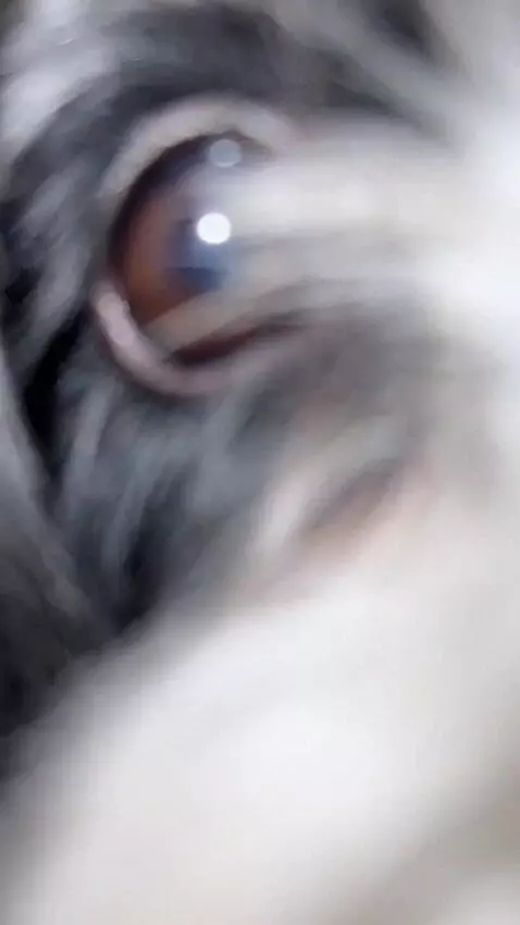 AI Video from prompt: 0–1 sec: The dog looks around suspiciously in a 