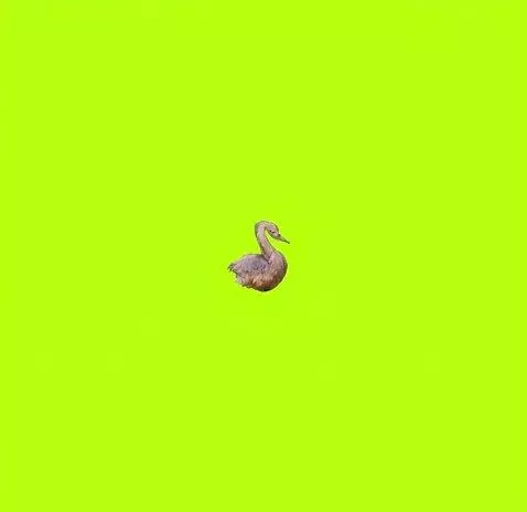 AI Video from prompt: a swan is slowly walking, keep the cartoonish pa