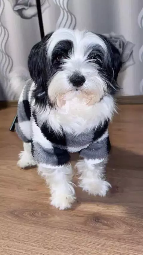 AI Video from prompt: A small dog sits calmly in a room. Soft neutral 