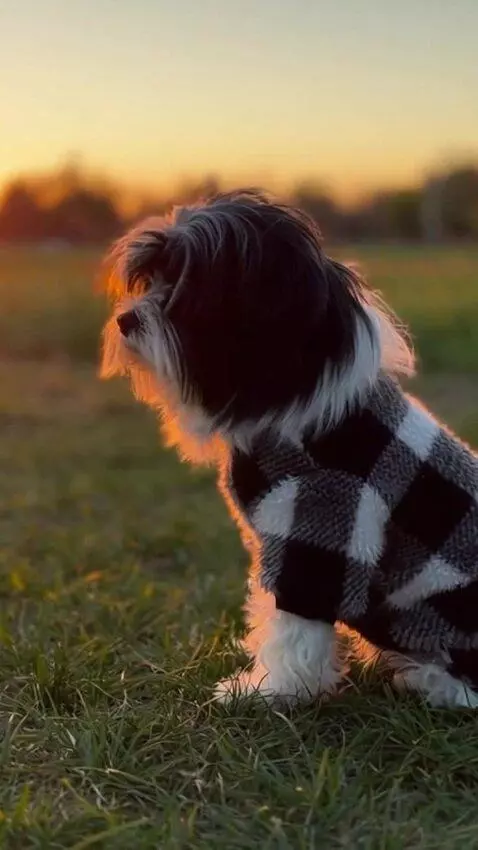 AI Video from prompt: Outdoor park scene during golden hour sunset. Wa