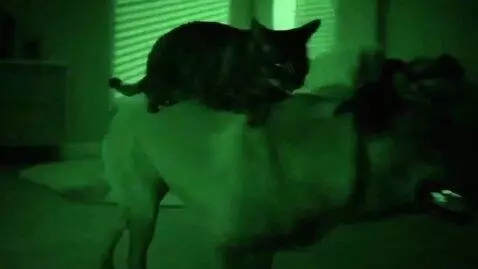 AI Video from prompt: a cat sitting on a dog holding a harmonica in it