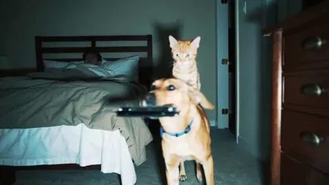 AI Video from prompt: a cat sitting on a dog holding a harmonica in it