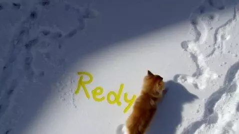 AI Video from prompt: - Constraints: 16:9 horizontal, professional dig