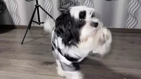 AI Video from prompt: Modern apartment interior with clean aesthetic. 