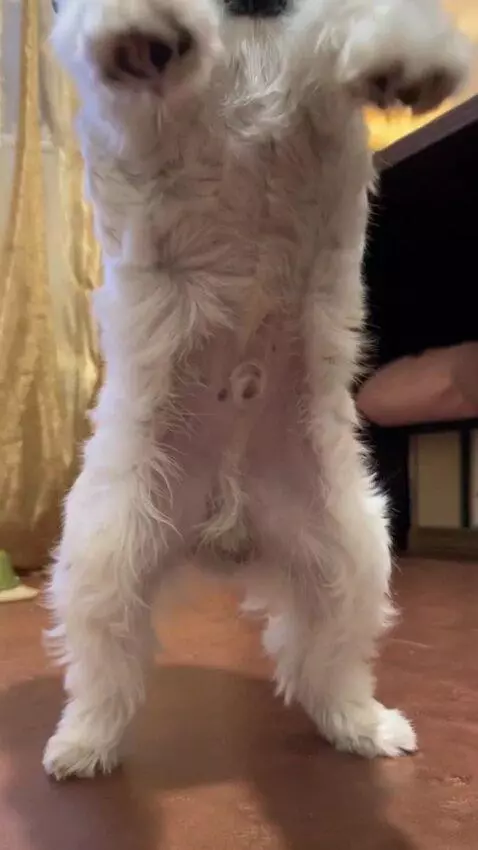 AI Video from prompt: Cozy apartment interior with soft warm lighting.