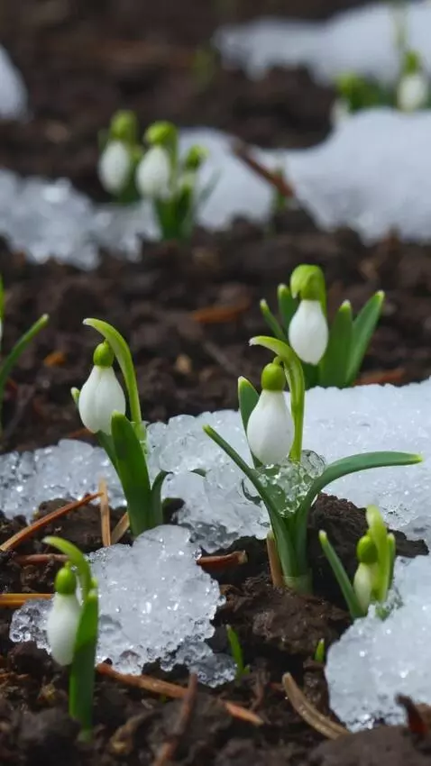 AI Video from prompt: Macro photography. Early spring. Snowdrops are b