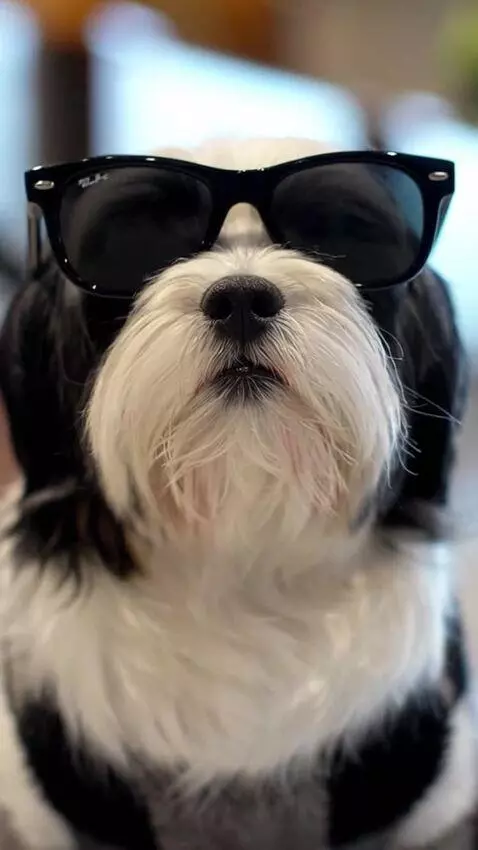 AI Video from prompt: Use the provided photo as the base for the dog. 