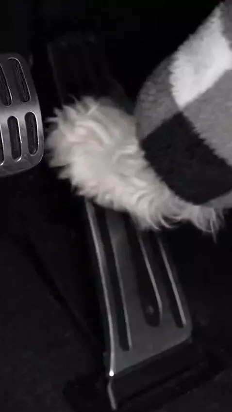 AI Video from prompt: Use the provided photo as the base for the dog. 