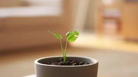 AI Video from prompt: A photorealistic timelapse video of a Monstera d