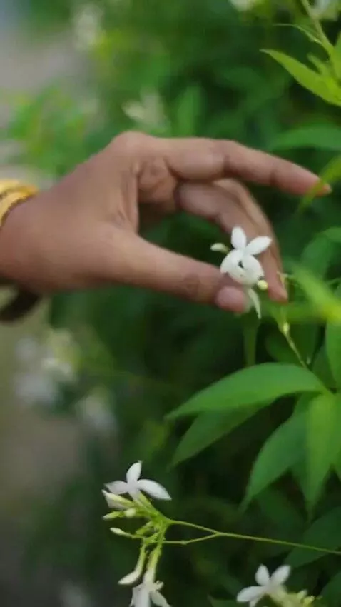 AI Video from prompt: make the character walk on a park and take a flo