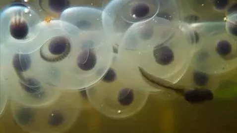AI Video from prompt: generate a video that starts with frog eggs in t