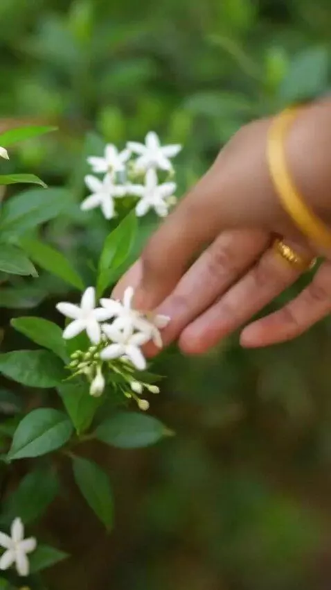 AI Video from prompt: make the character walk on a park and take a flo