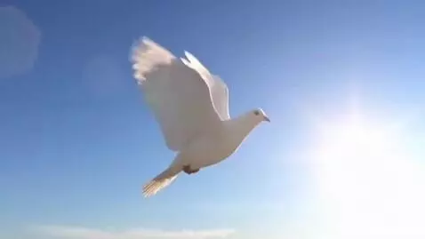 AI Video from prompt: White dove flying in blue sky, beautiful cinemat