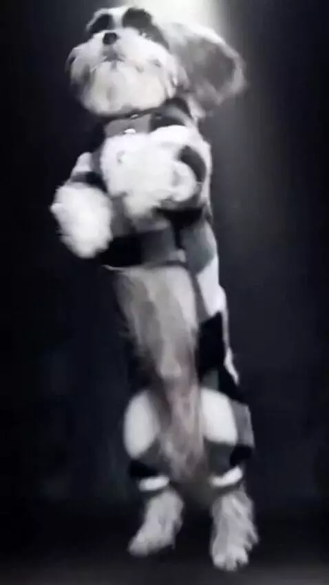 AI Video from prompt: Use the provided photo as the base for the dog. 